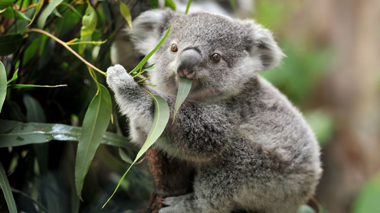 Supporting Koala Conservation